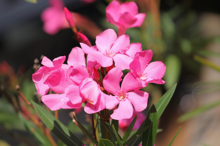 Oleander