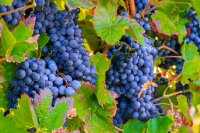 Optymalna pielęgnacja winorośli dla obfitego kwitnienia i owocowania