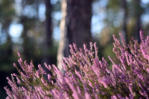 Bez właściwego przygotowania jesienią wrzosy często wysychają już po pierwszej zimie. 