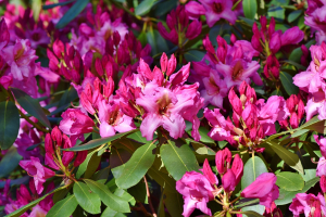 rododendron