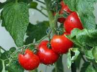 Naturalny nawóz dla pomidorów