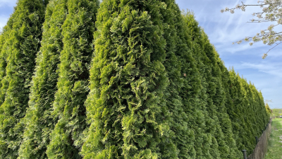 Iglaki – niezawodne rośliny w każdym ogrodzie