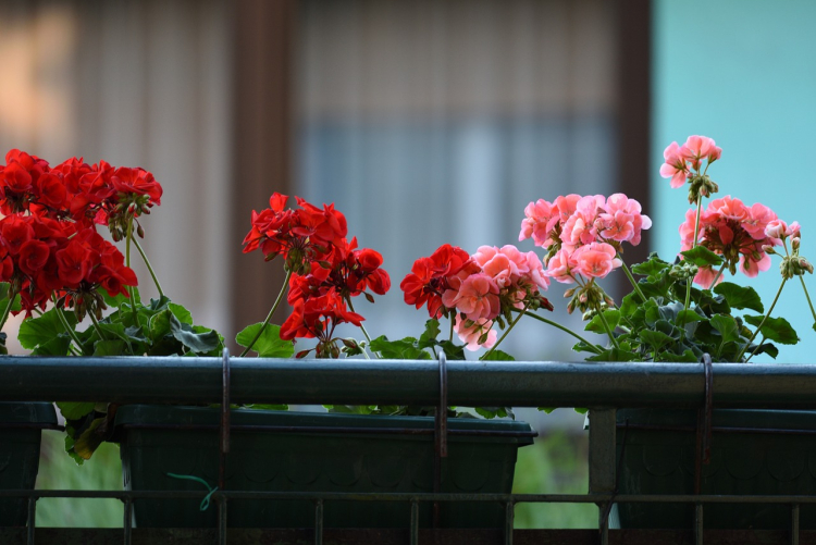 Pelargonie - niezawodne ozdoby balkonów i ogrodów