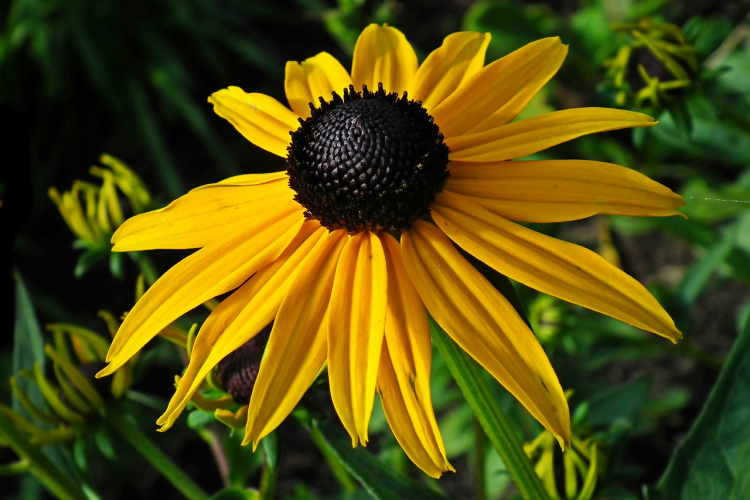 rudbekia