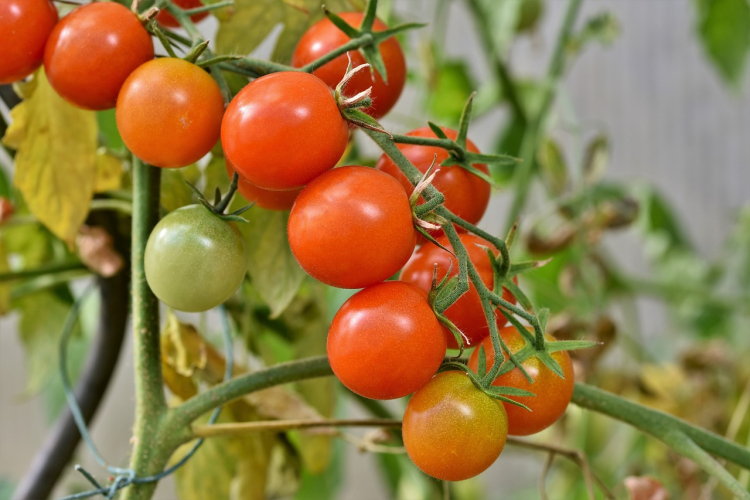 Ochrona pomidorów